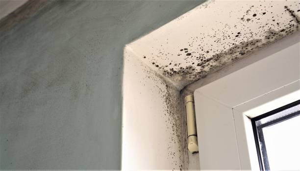 Best Industrial Mold Remediation  in Berryville, TX