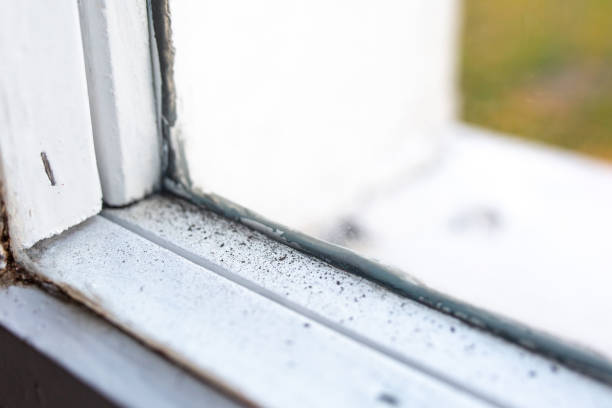 Trusted Berryville, TX Mold Removal Experts