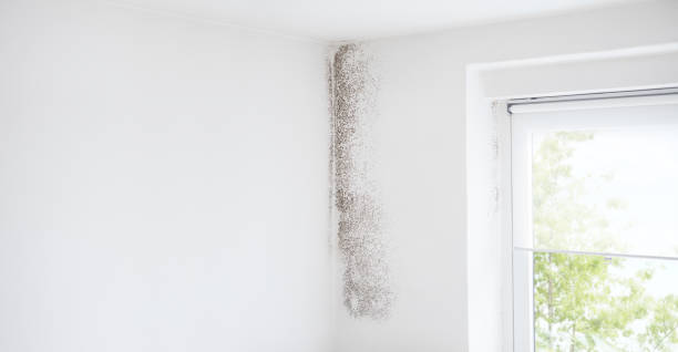 Mold Odor Removal Services in Berryville, TX