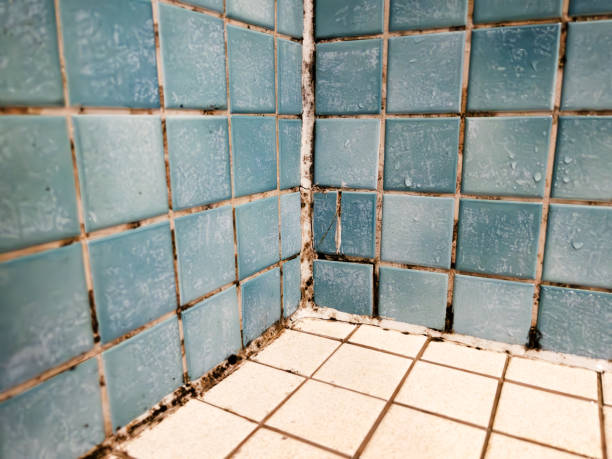 Best Biohazard Mold Removal  in Berryville, TX